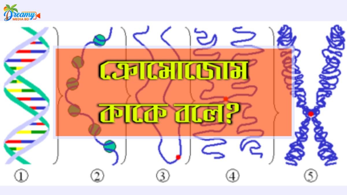 ক্রোমোজোম কাকে বলে